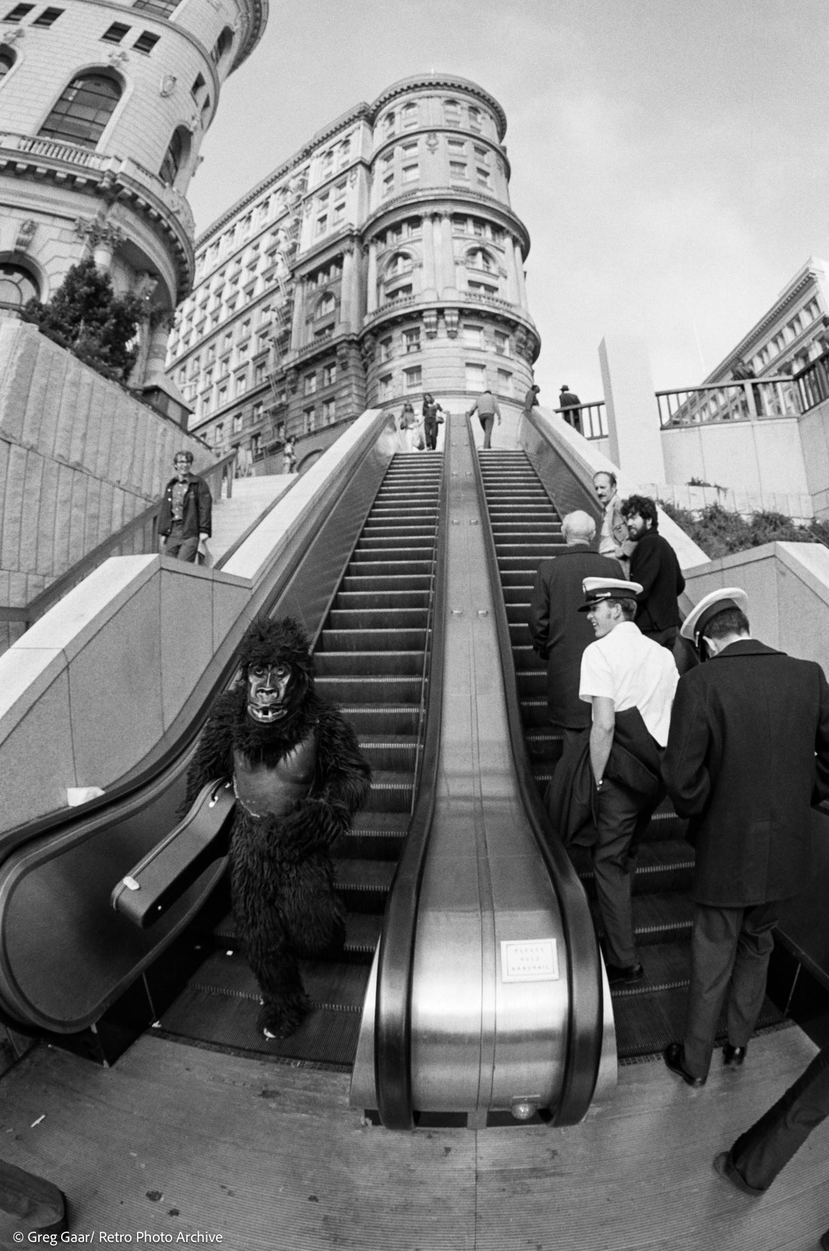 Greg Gaar: Gorilla, San Francisco, 1974